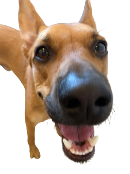 Bulaxa, um cachorro caramelo, encostando o focinho na câmera.